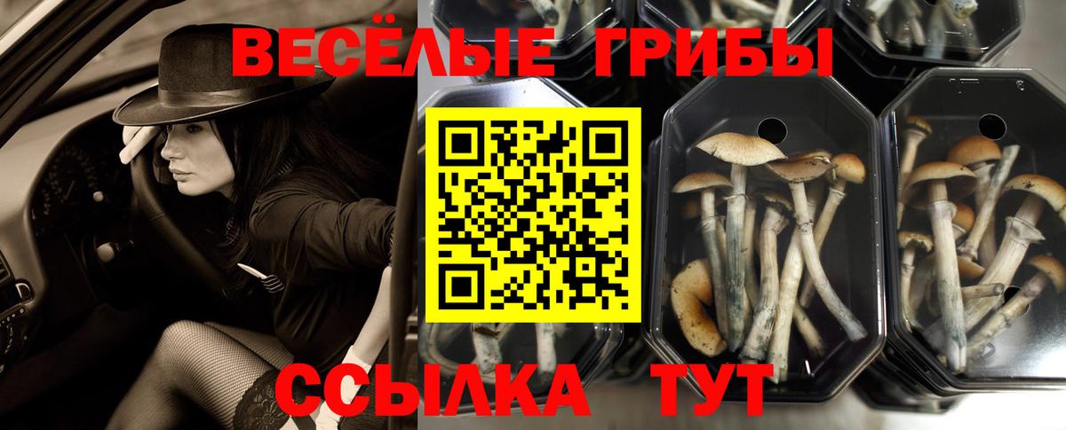 Александров  Галлюциногенные грибы прущие грибы  Вход с VPN 
